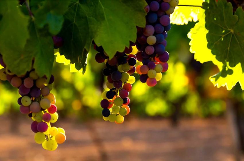 Κρήτη: “Εβρασαν” τα σταφύλια πάνω στα κλήματα