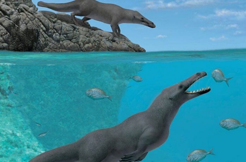 Όταν οι φάλαινες περπατούσαν