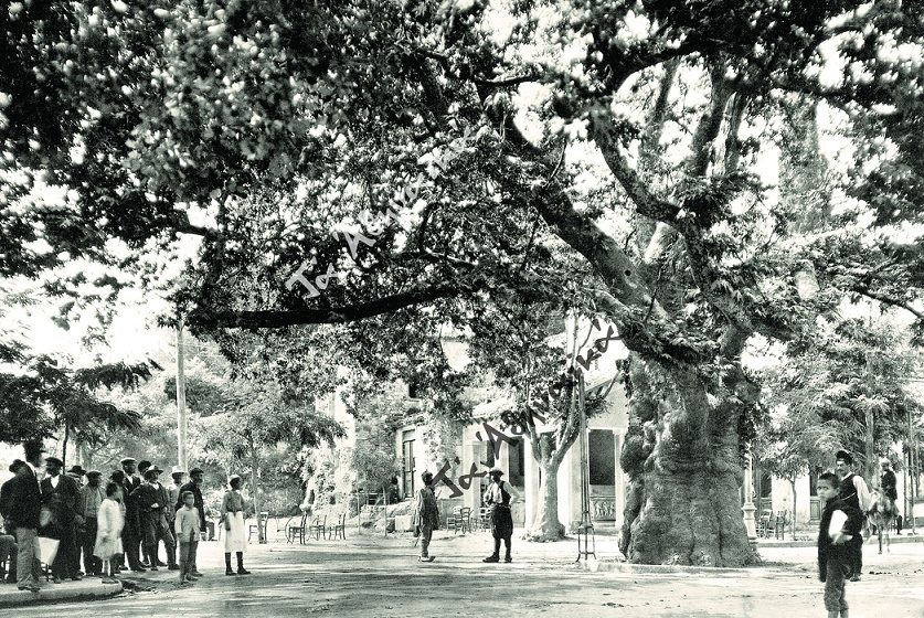 Χαιρέτα μας τον πλάτανο!