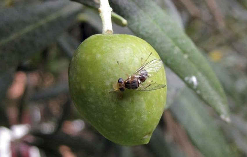 Υποχρεωτικός εμβολιασμός, δακοκτόνοι και αλμπάνηδες