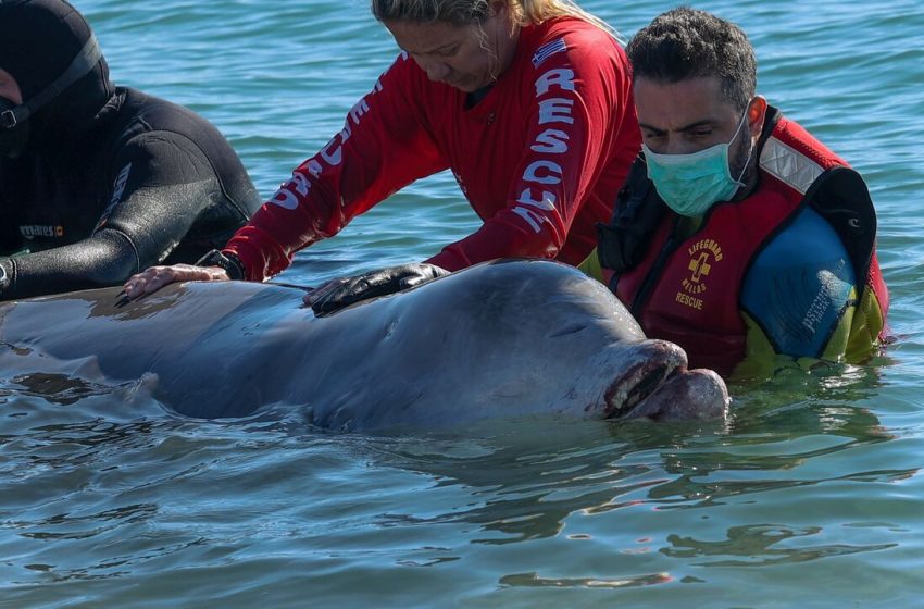Το φαλαινάκι που μας θύμισε την ανθρωπιά και γλύκανε την γκρίζα καθημερινότητα μας