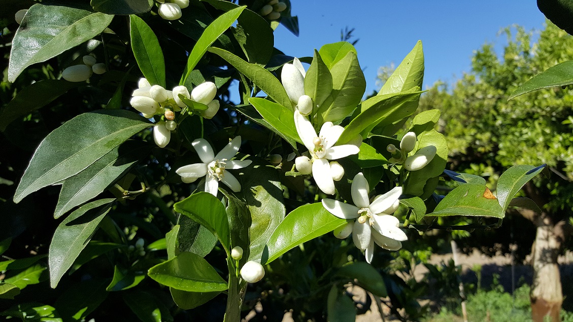Κυριακάτικο κέρασμα: Ένας αυτοκρατορικός θάνατος