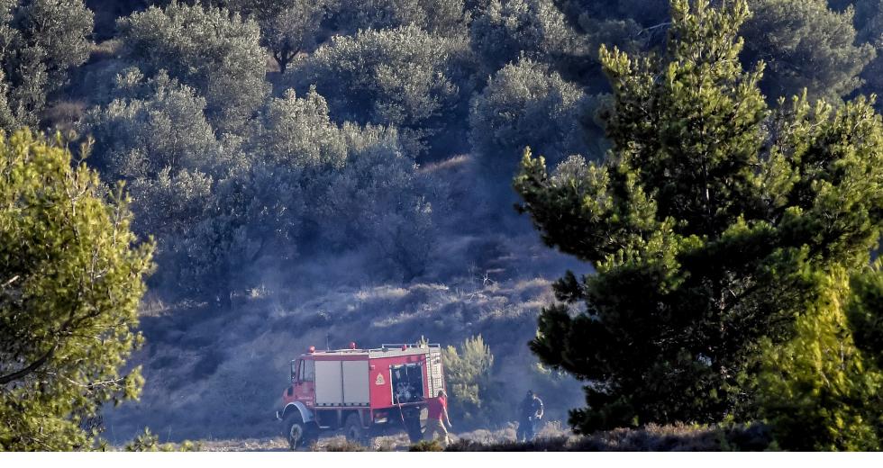 Πρόεδρος τμ. Δασολογίας ΑΠΘ: «Το δάσος της Δαδιάς έχει χαθεί»