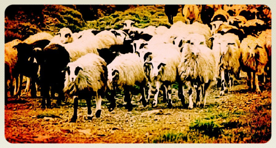 Ακρίβεια: Ο «θάνατος» της ελληνικής κτηνοτροφίας