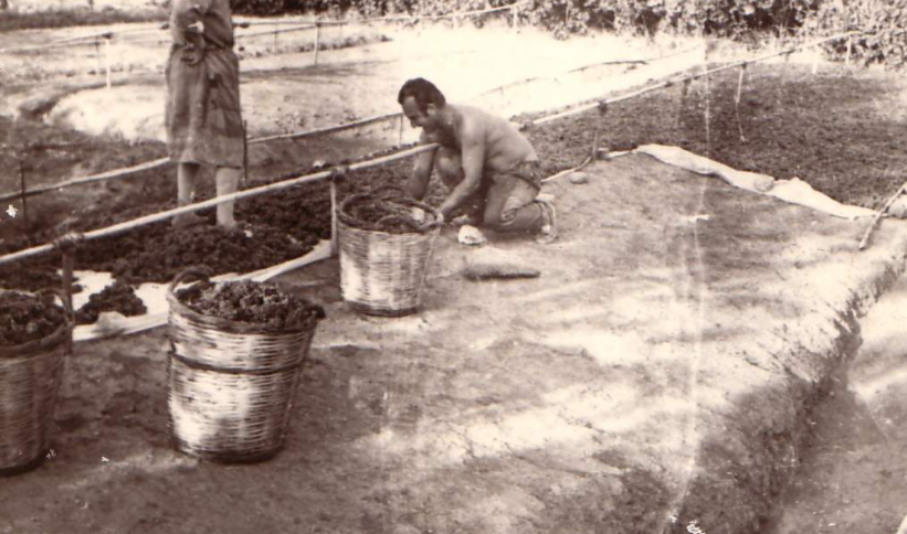 Κυριακάτικο κέρασμα: Ατύχημα στ’ αλώνια