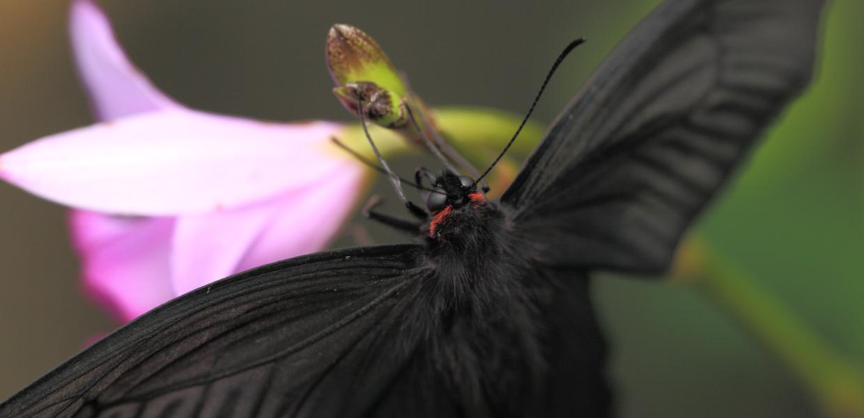 Mαύρες πεταλούδες: Γιατί έκαναν την εμφάνισή τους σε περιοχές της Αθήνας