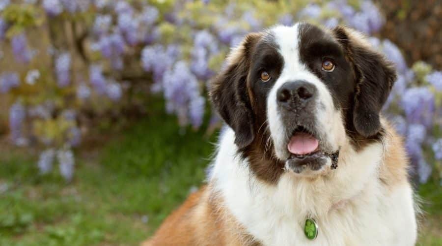 Σ’ ευχαριστώ Έλτον