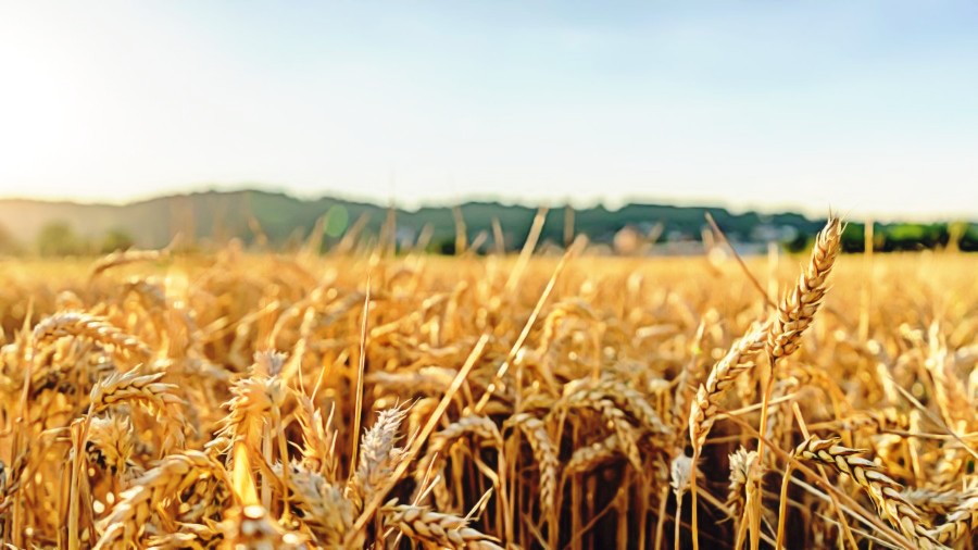Γαλλία: Ρεκόρ στην τιμή του σιταριού