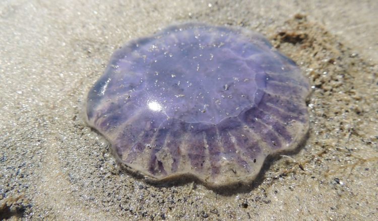 Εξαπλώνονται οι μωβ μέδουσες στις ελληνικές θάλασσες – Τι πρέπει να κάνετε αν&hellip;