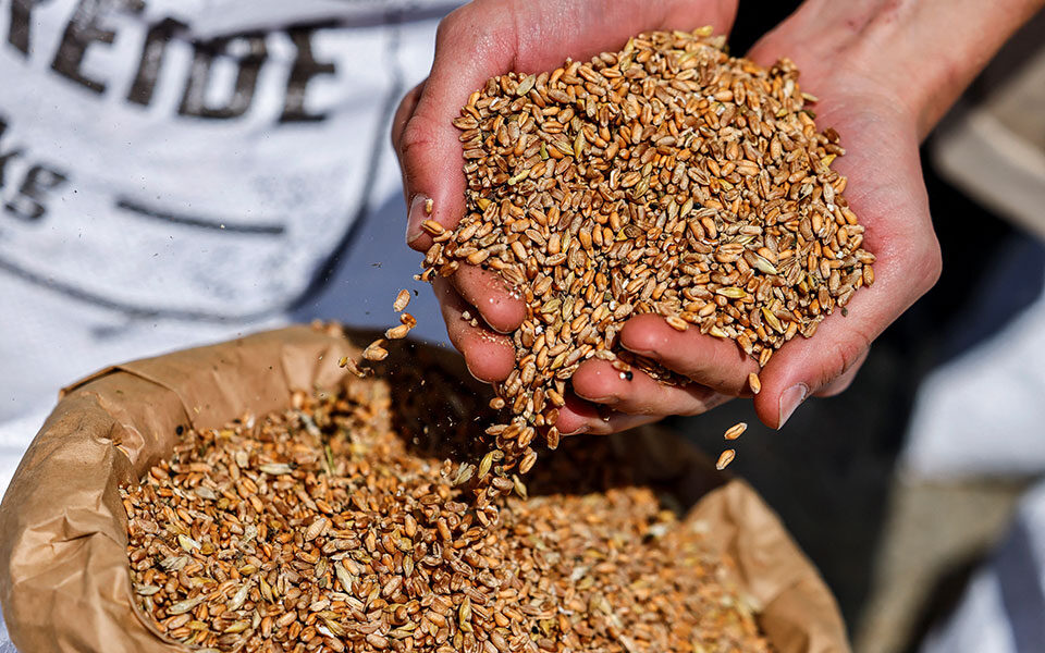 Ουκρανία: Η παραγωγή σιταριού 2022-23 αναμένεται να μειωθεί κατά 40%