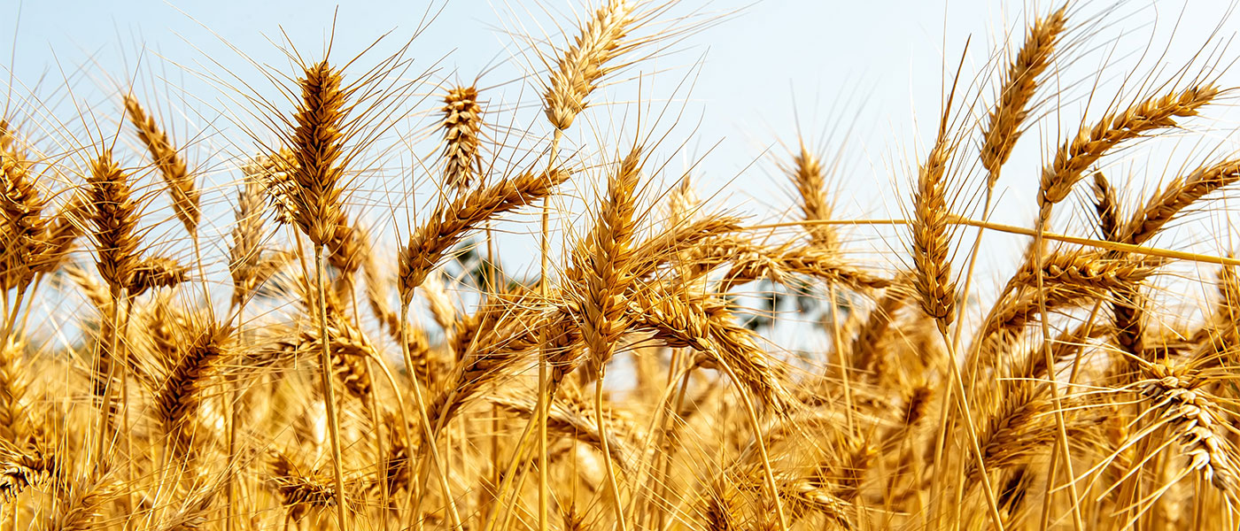 Γιώργος Ατσαλάκης / Ανησυχητικές οι απαγορεύσεις εξαγωγών τροφίμων