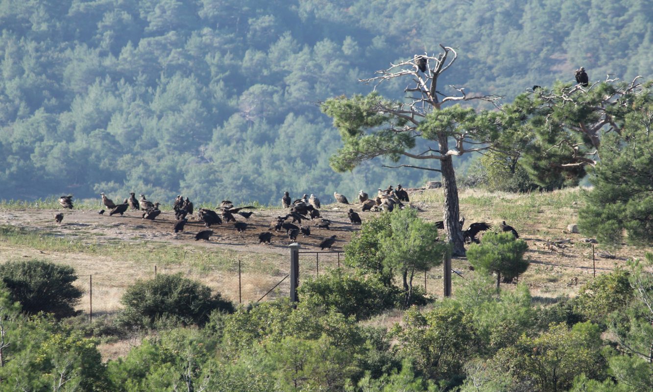 Δάσος Δαδιάς: Το διεθνές κόσμημα της φύσης που γίνεται στάχτη