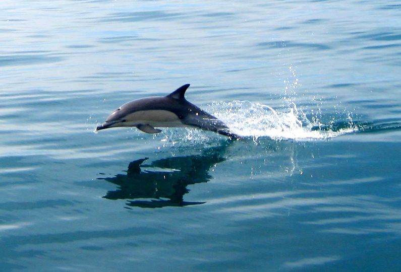 Το μόνο που φοβούνται οι Καρχαρίες στη θάλασσα, είναι τα Δελφίνια