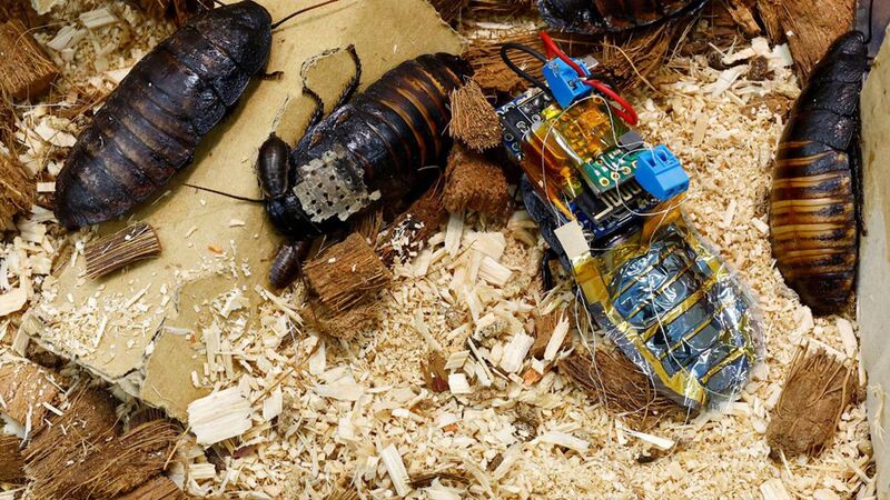 Cyborg κατσαρίδες θα μπορούν να σώζουν ζωές (εικόνες)