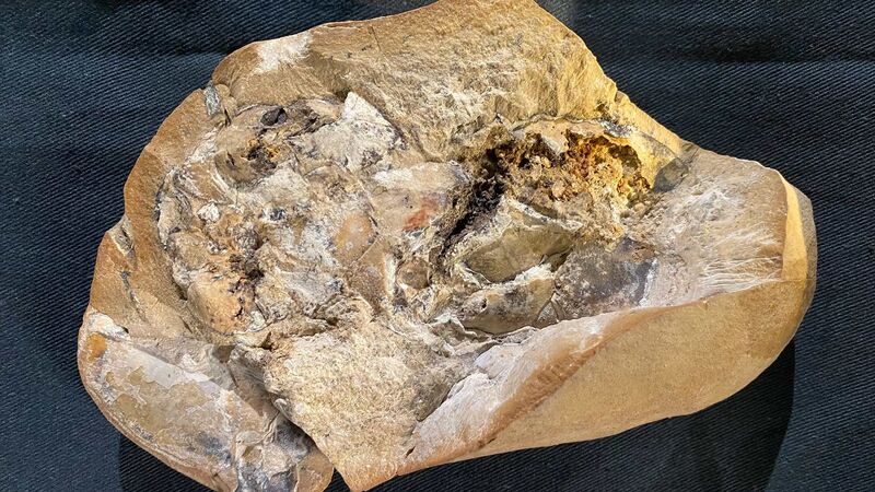 Καρδιά από πέτρα – Ένα πανάρχαιο απολίθωμα