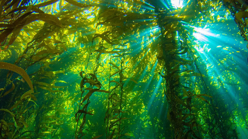 Ωκεάνια δάση: Τα τεράστια υποθαλάσσια οικοσυστήματα