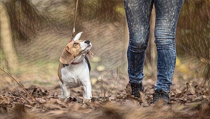 Να μην ξεχνάμε τους τετράποδους φίλους μας σε συνθήκες καύσωνα