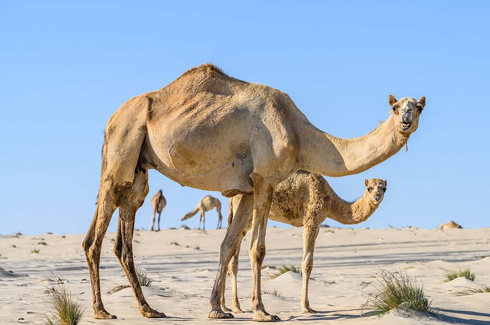 Η «γρίπη της καμήλας» απειλεί τον Τελικό του Μουντιάλ
