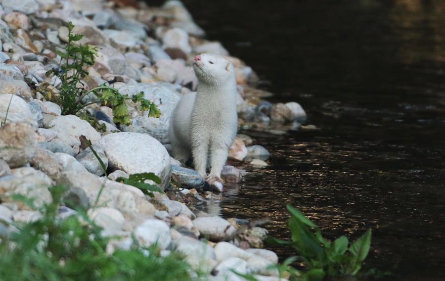 Βρέθηκε μινκ στον ποταμό του Κηφισού