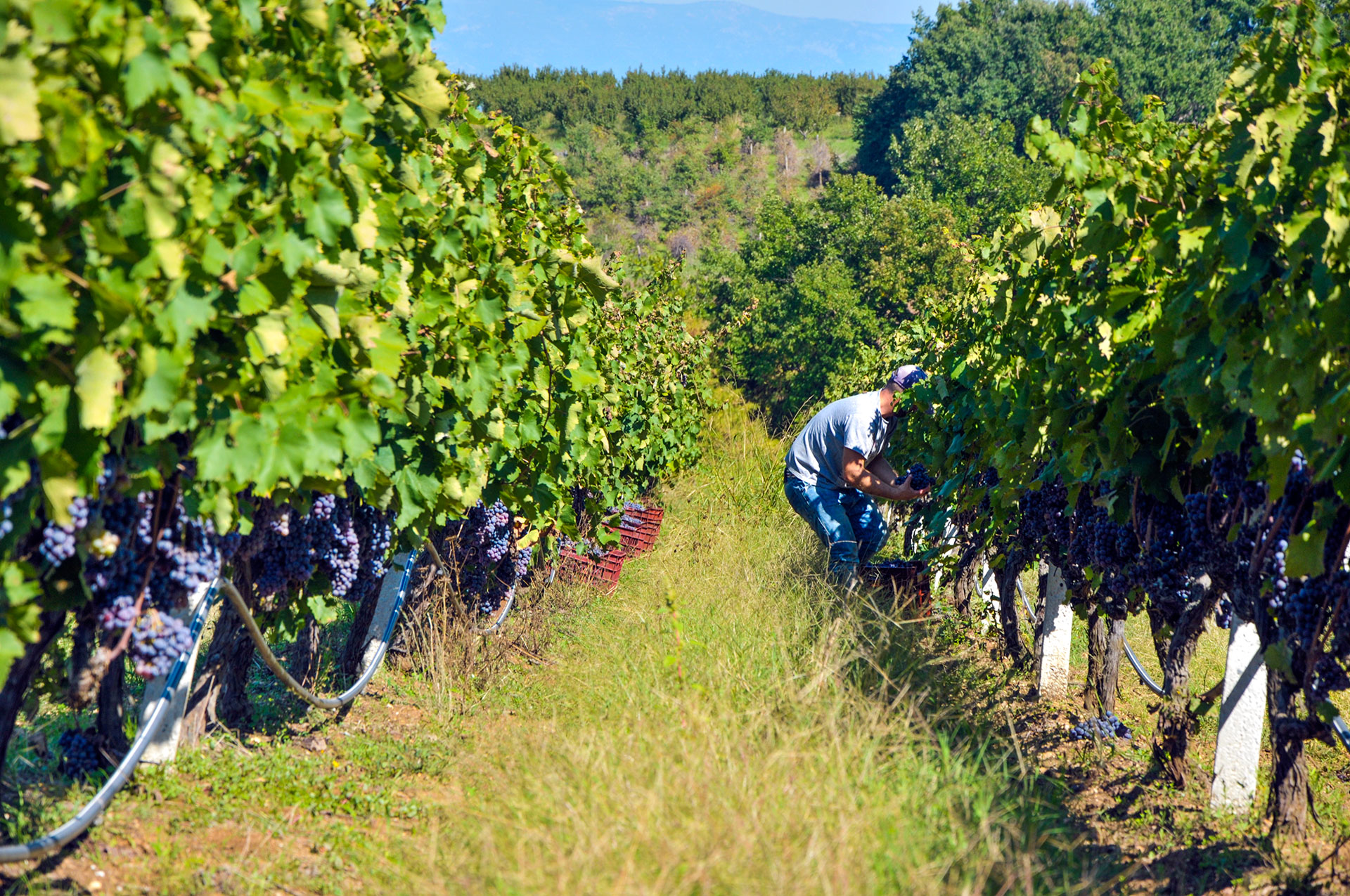 Συρρικνώνεται ο ελληνικός αμπελώνας – Μείωση 65.000 στρεμμάτων την τελευταία 10ετία
