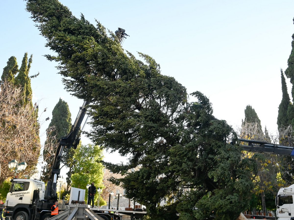 Η Greenpeace τα ψέλνει στον Μπακογιάννη για το δέντρο