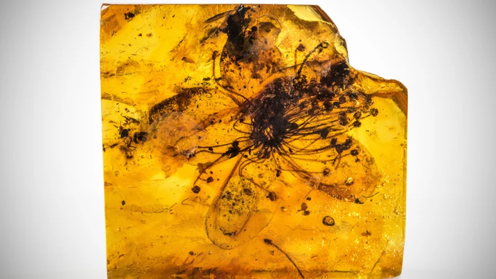 Tο μεγαλύτερο άνθος που έχει διατηρηθεί σε κεχριμπάρι