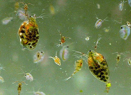 Ανακαλύφθηκε οργανισμός που τρέφεται αποκλειστικά με ιούς  