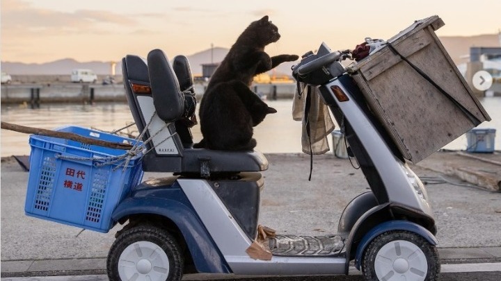 Οι γάτες και η χιουμοριστική φωτογραφική ματιά του Masayuki Oki