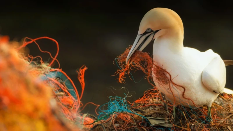 Plasticosis: Η ασθένεια που προκαλείται από μικροπλαστικά  