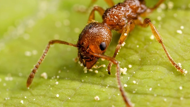 Ανακάλυψη: Τα μυρμήγκια μπορούν να μυρίσουν τον καρκίνο 