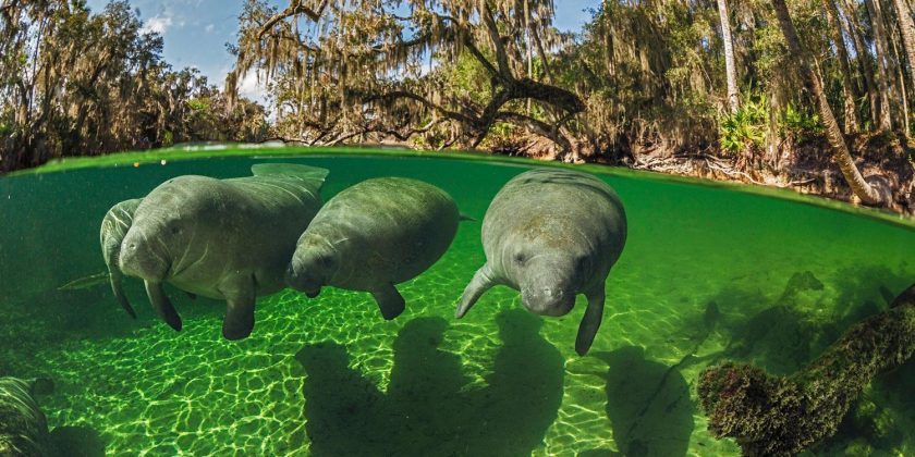 Παγκόσμια ημέρα θαλάσσιας αγελάδας: Η εξελικτική ιστορία τους και η σχέση τους με…
