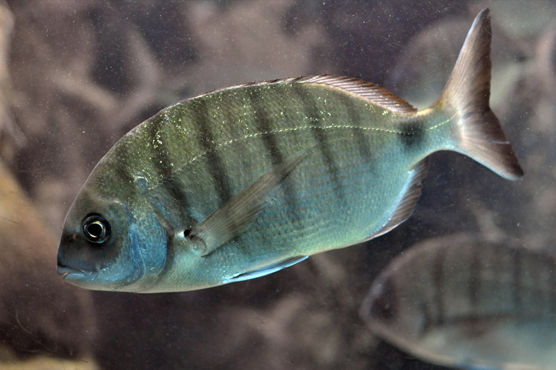 Βαγγέλης Σπανός/ Πεθαίνοντας στην Ελλάδα του Μητσοτάκη – Και γιατί η αποχή ευνοεί τον Κυριάκο