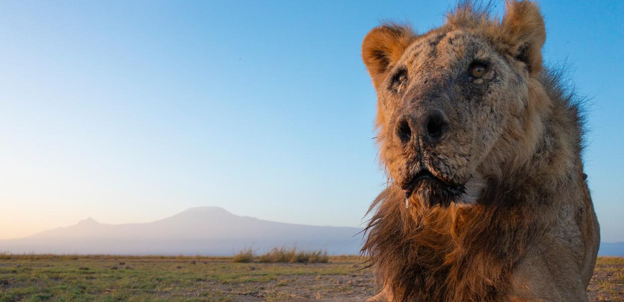 Ένα από τα γηραιότερα λιοντάρια στον κόσμο σκοτώθηκε από κτηνοτρόφους