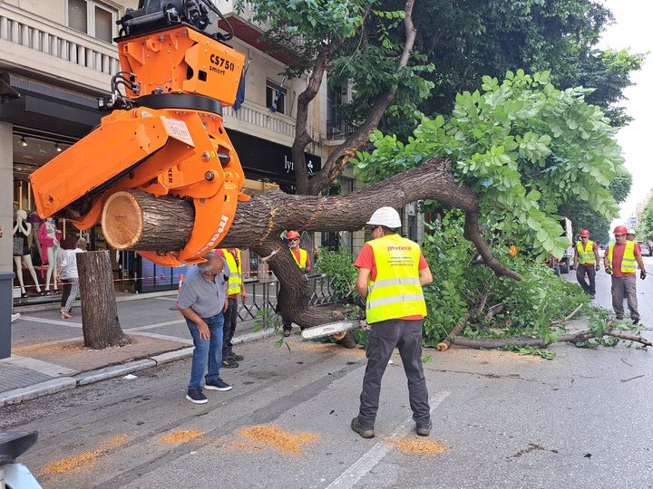 Tα επικηρυγμένα δέντρα