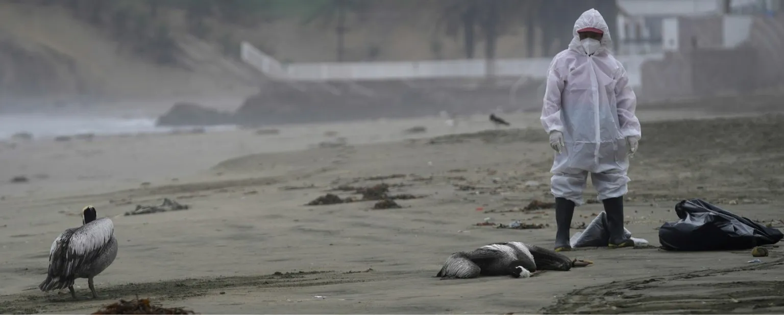 Κάτι σκοτώνει χιλιάδες θαλασσοπούλια στις ακτές της Χιλής