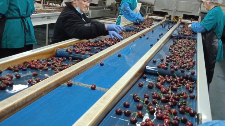 Για …λίγους η φετινή παραγωγή κερασιού – Στις όψιμες ποικιλίες εναποθέτουν τις&hellip;