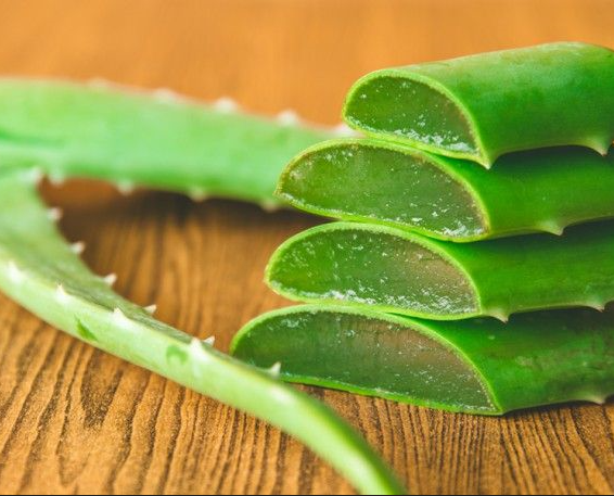 Αλόη βέρα – Πόσο επικίνδυνες είναι οι ανθρακινόνες – Μαγιορκίνης: Χρειάζονται περισσότερες μελέτες