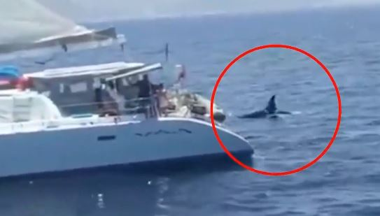 Ισπανία: Επιβάτες γιοτ πυροβολούσαν κοπάδι με όρκες στο Γιβραλτάρ