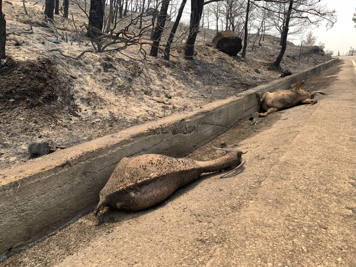 Πανελλαδική Περιβαλλοντική Ομοσπονδία: Παύση κάθε κυνηγετικής δραστηριότητας για 3 έτη λόγω των πυρκαγιών