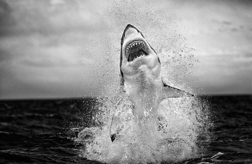 Ιπτάμενα σαγόνια