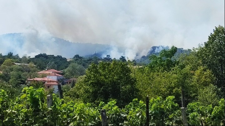 Πώς η φωτιά του Έβρου επηρεάζει την άγρια πανίδα