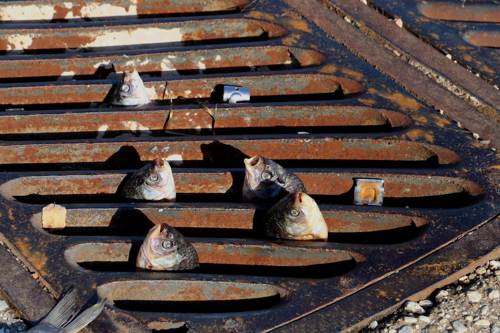 Γιάννουλη Λάρισας 2023: Χωρίς σχόλια…