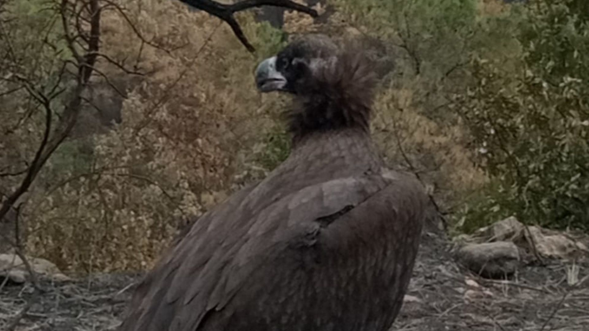 Η τραγωδία της Δαδιάς σε ένα βλέμμα
