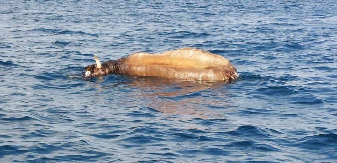 Νεκρή αγελάδα επιπλέει στον Θερμαϊκό