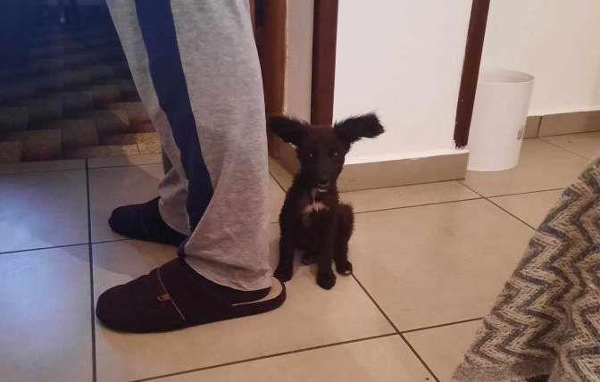 Μύθος: Το σκυλάκι με τα ιδιαίτερα αυτιά που έλιωσε το internet !