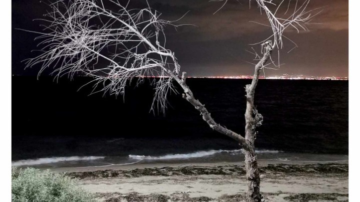 Πορτογαλίδα φωτογράφος «συνομιλεί» με δέντρα