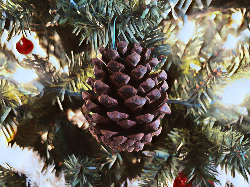 Το μαγικό κουκουνάρι