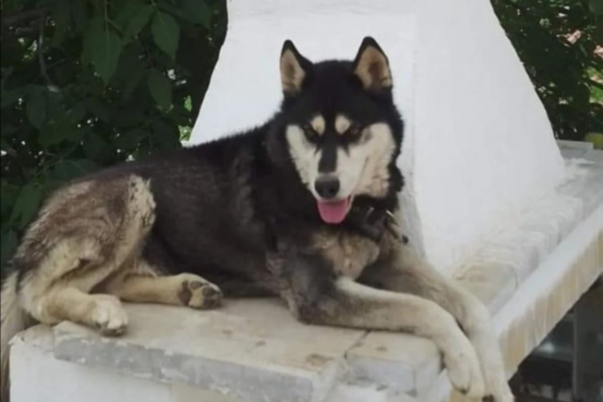 Χάσκι: «Ο δράστης ταυτοποιήθηκε, τους ξεγέλασε όλους»