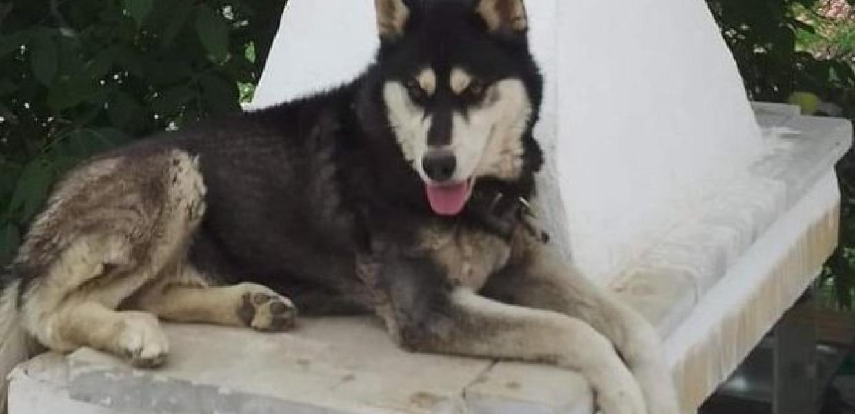 Δολοφονία Όλιβερ- Αράχωβα: Καταγγελία για πολιτική εντολή να κλείσει η υπόθεση με το χάσκι