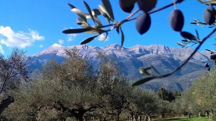 Τα μυστικά της επιτυχίας του «Καλύτερου Ευρωπαίου Ελαιοπαραγωγού»